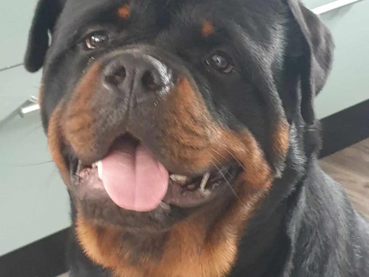 Billede 8 - 5 mdr rottweiler hanner af den gl tunge type