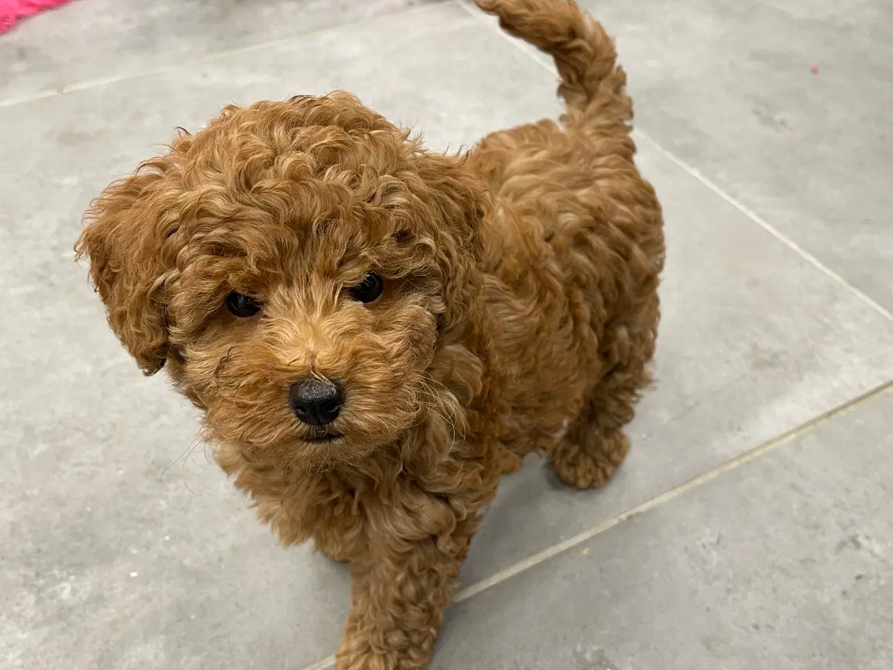 Billede 8 - Maltipoo  få rejseklar 