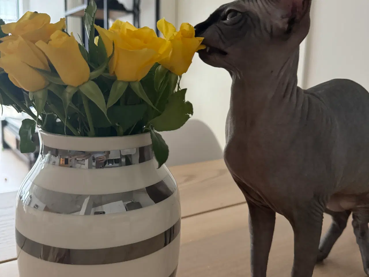 Billede 6 - Sphynx kat søger nyt hjem