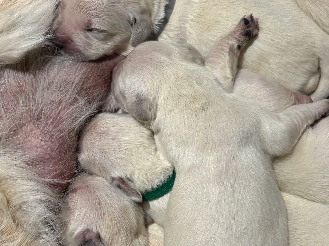 Billede 7 - Golden Retriever hvalpe