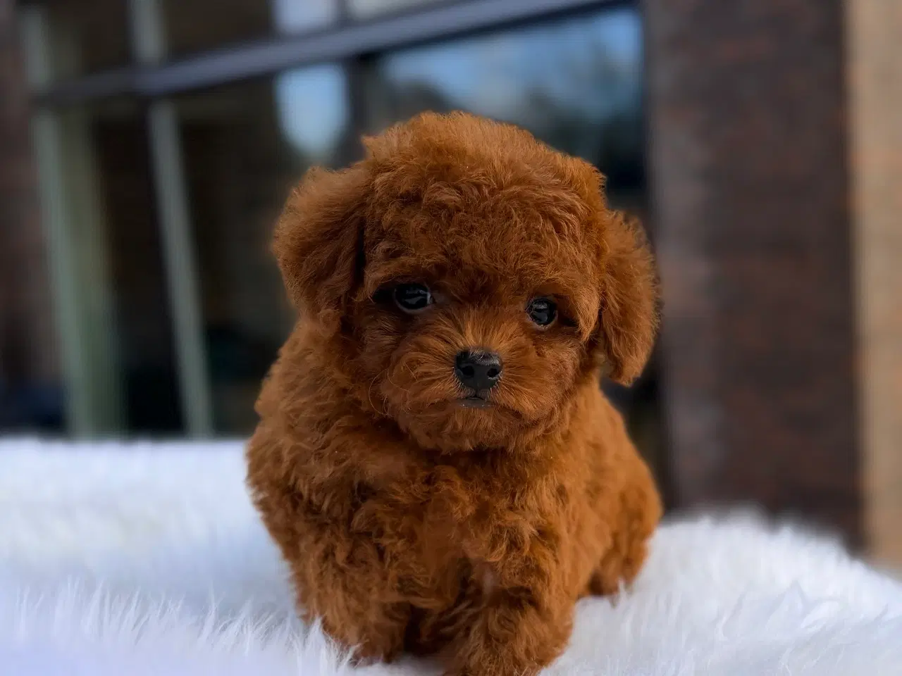 Billede 1 - Mahogni røde Pooton Drenge