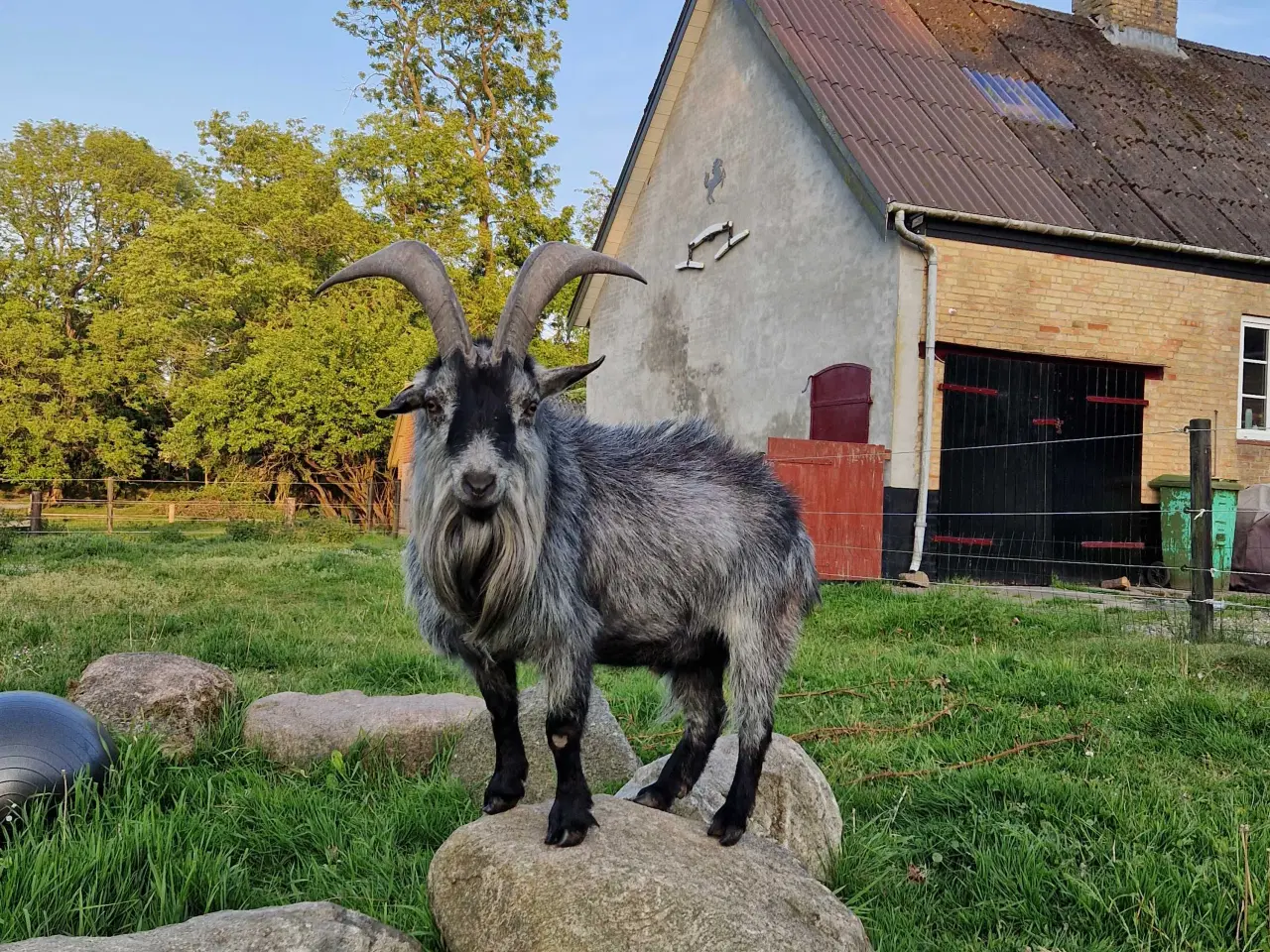 Billede 3 - Lækker buk