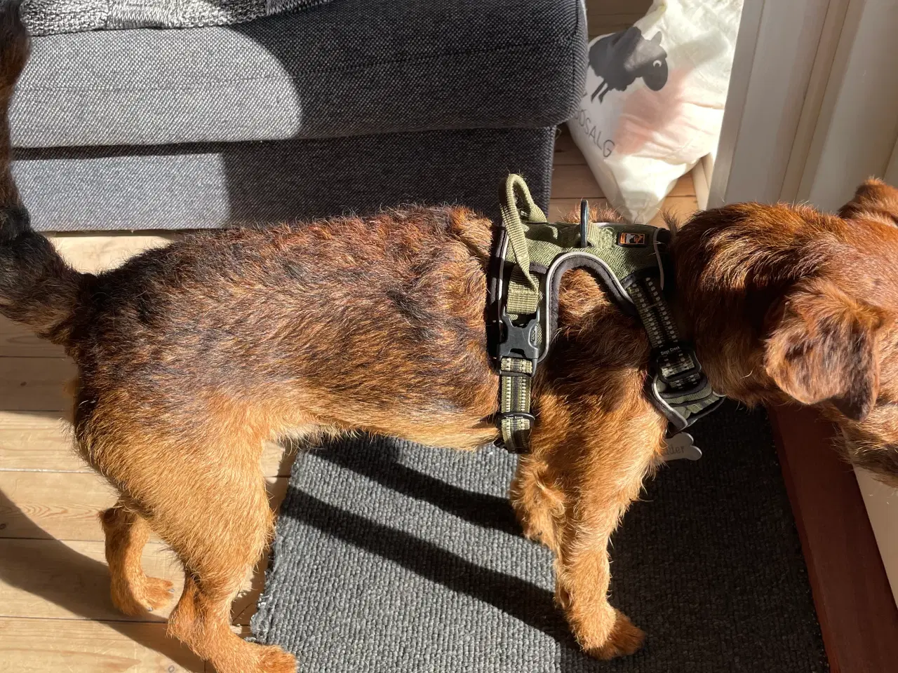 Billede 2 - Jagthund søger nyt hjem