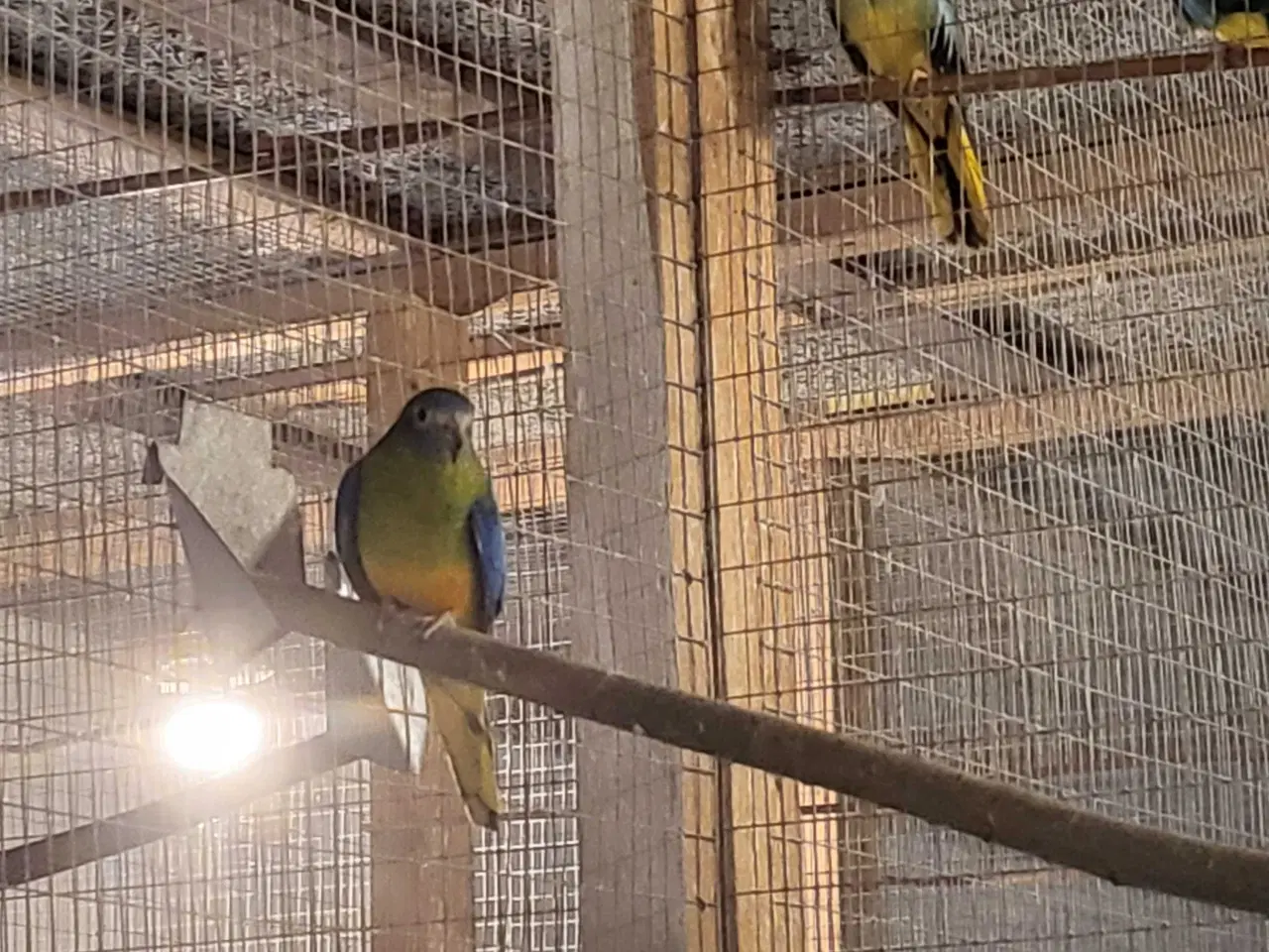 Billede 4 - Parakit 