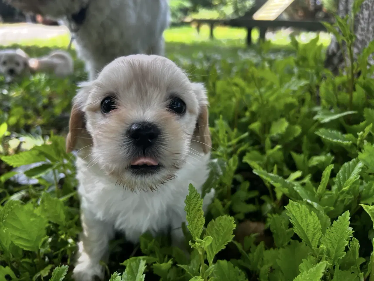Billede 1 - Coton - Shih tzu hundehvalpe 