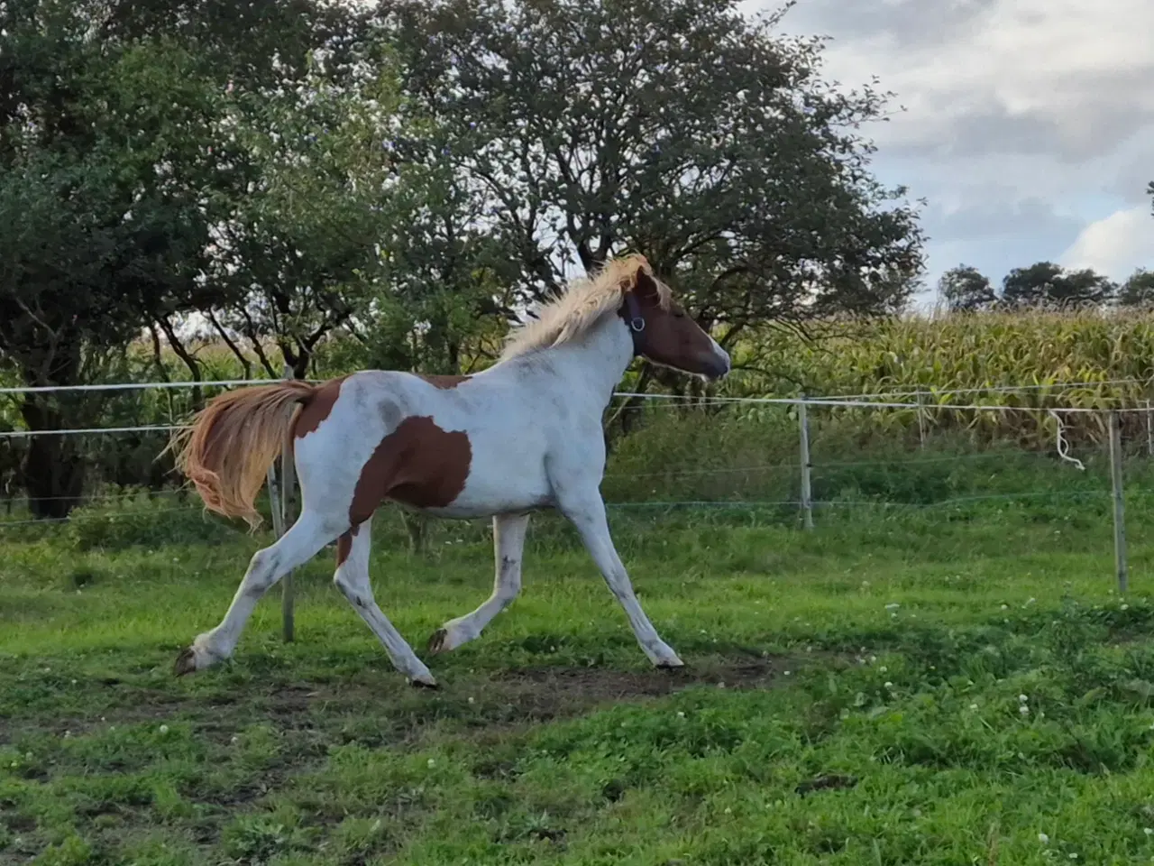 Billede 3 - Pinto hingst 2 år 