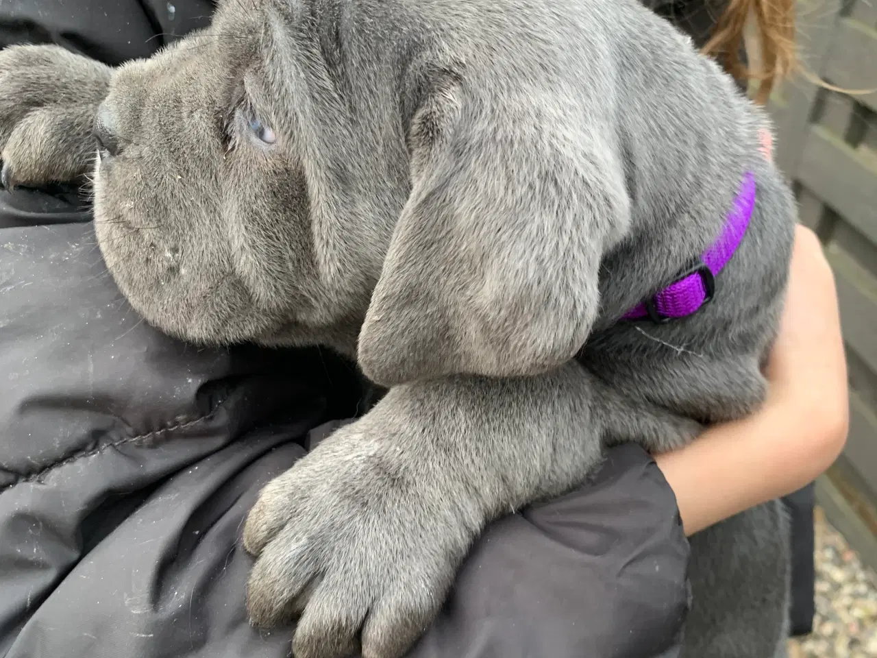 Billede 6 - Cane Corso Italiano hvalpe