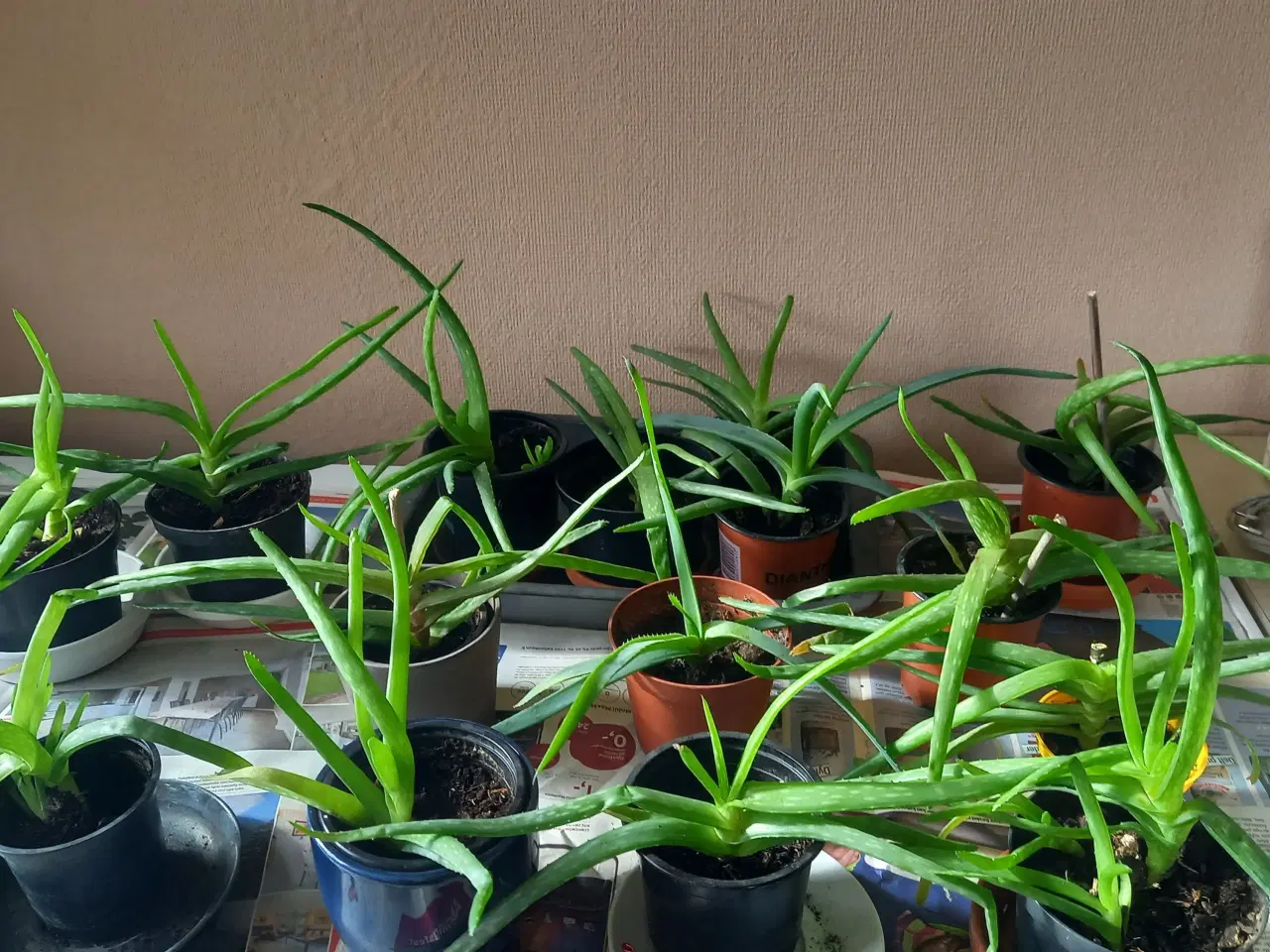 Billede 1 - Aloe Vera potteplanter