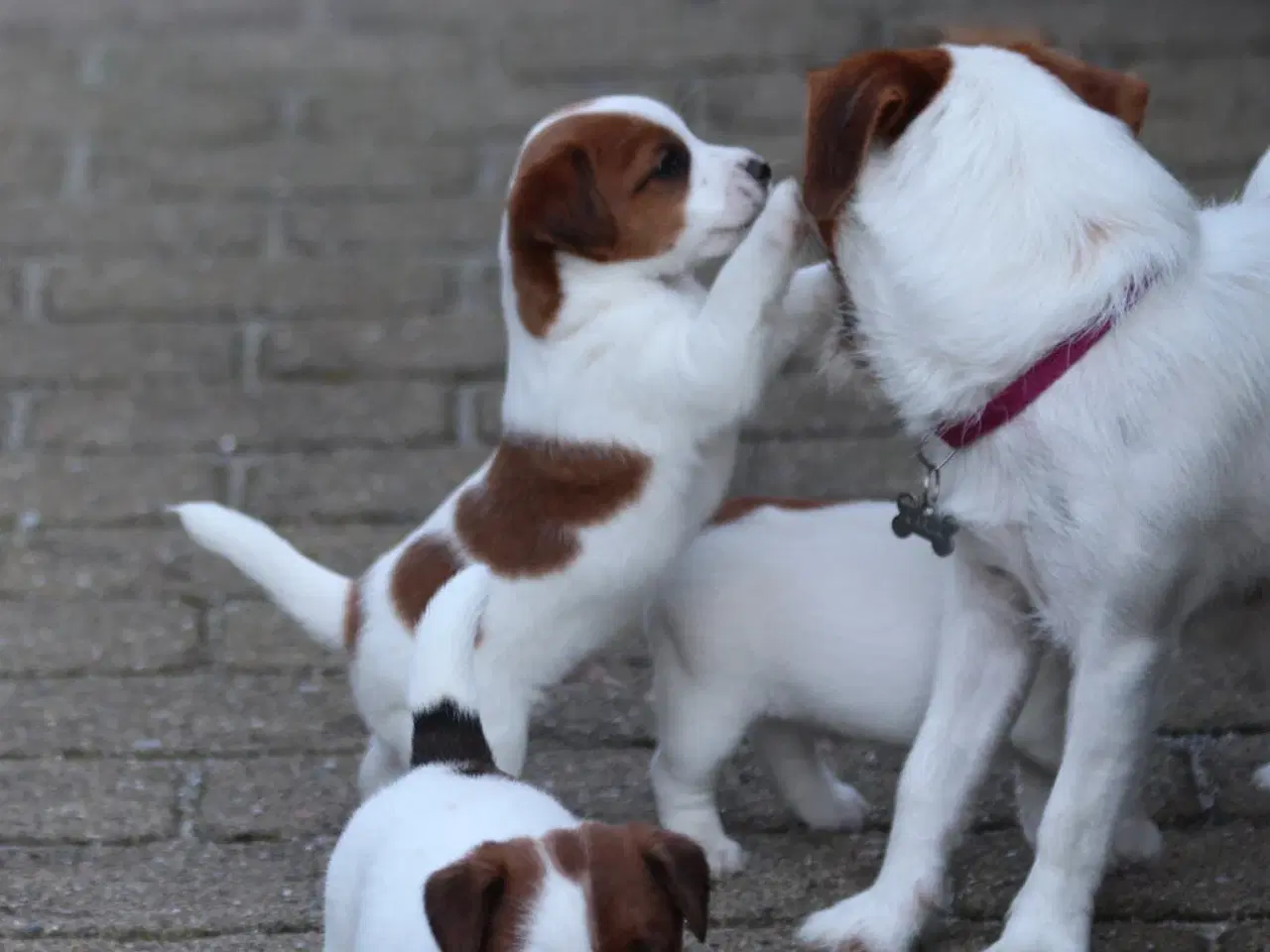 Billede 10 - Ægte Jack Russell terrier hvalpe sælges