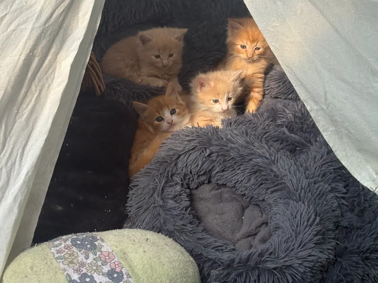 Billede 12 - Dejlige smukke og flotte