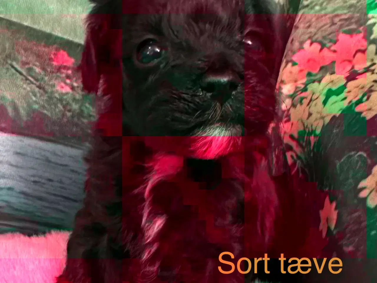 Billede 4 - Havapoo hvalpe. 