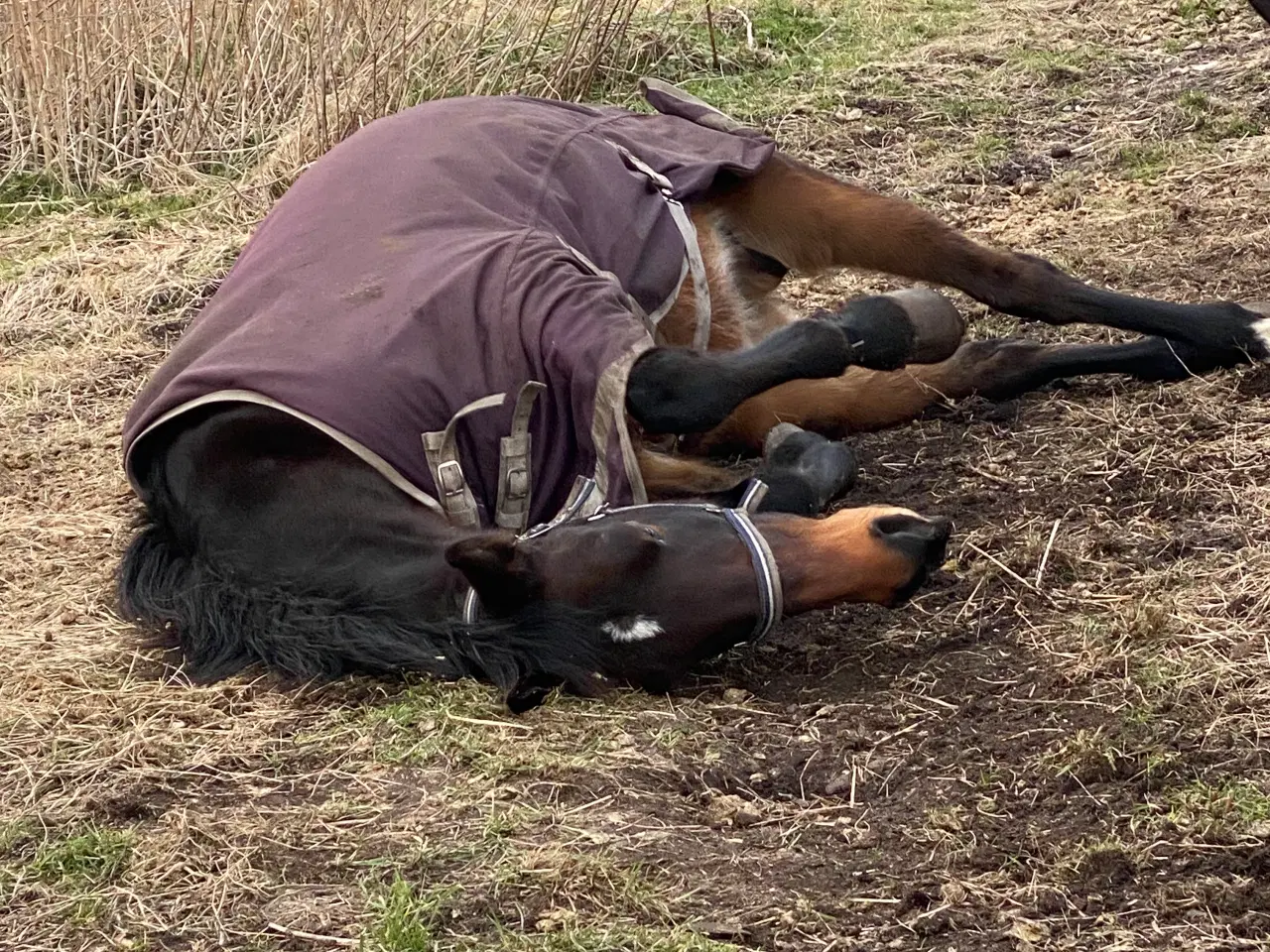 Billede 2 - 13 årig pensioneret traver hoppe/ hygge hest/