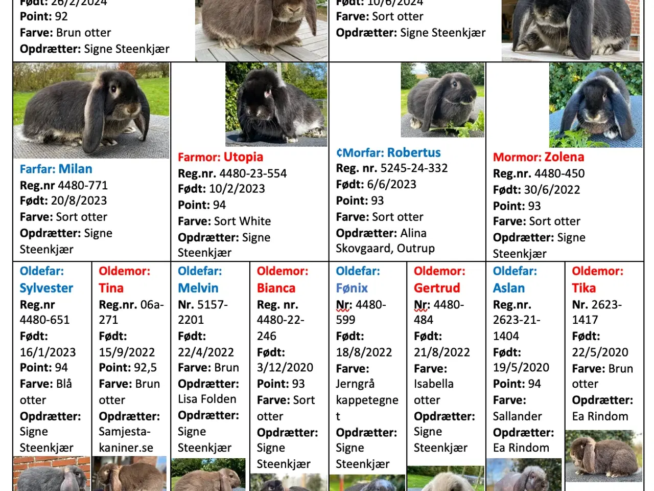 Billede 2 - FRANSK VÆDDER HUN SORT OTTER