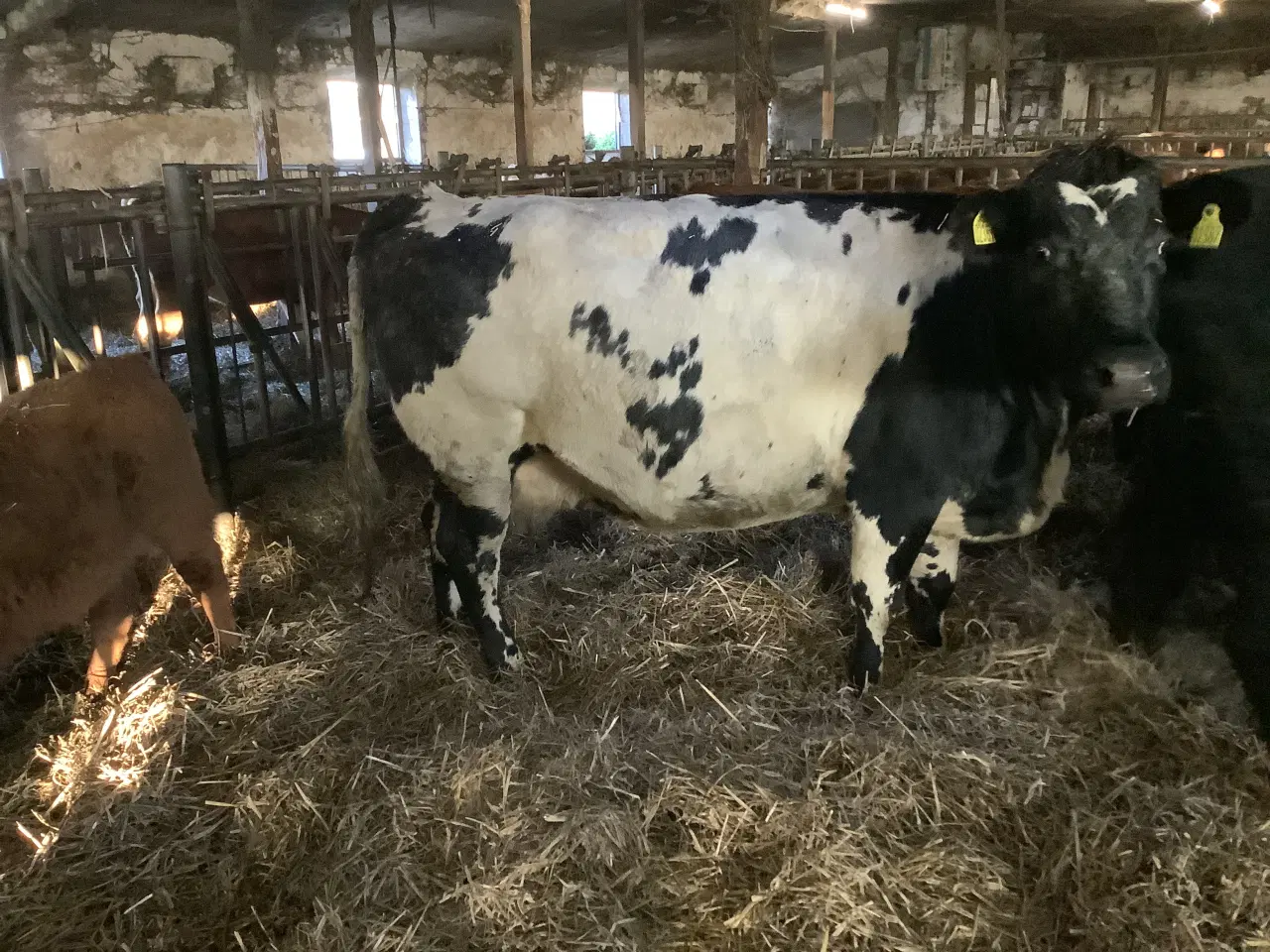 Billede 1 - Ammekøer