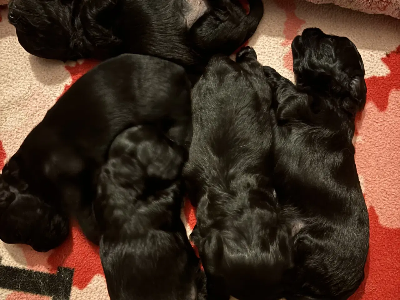 Billede 7 - Dejlige små bamser 💗