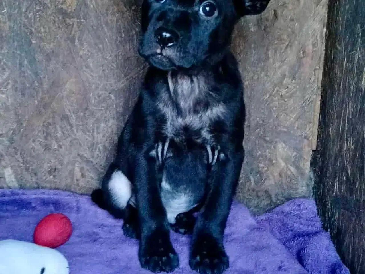 Billede 7 - Lille Bennie leder efter sit 4-ever hjem 🏡 💝