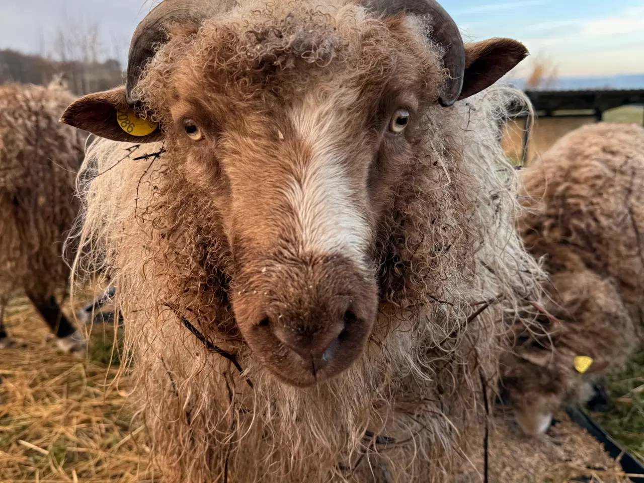 Billede 1 - Spælsau vædder fra 2025