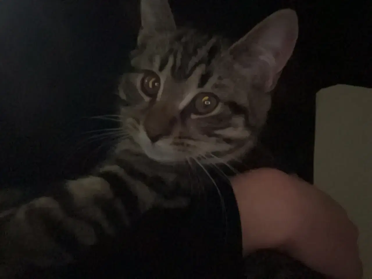 Billede 2 - Sødeste killing 