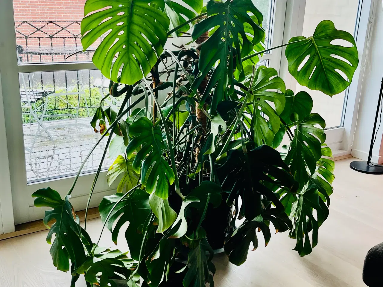 Billede 1 - Monstera