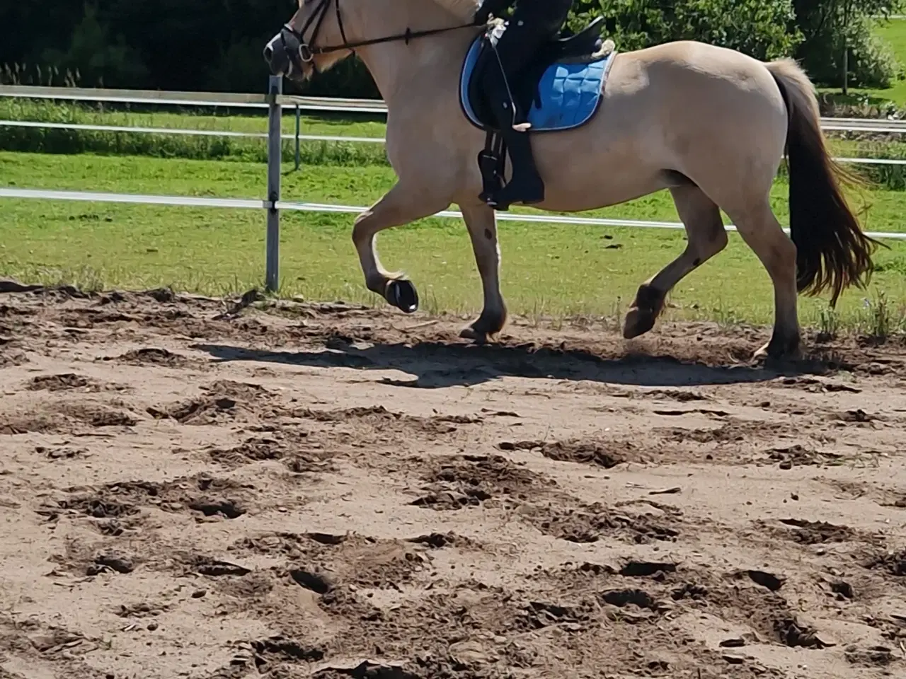 Billede 2 - Part søges til fjordhest