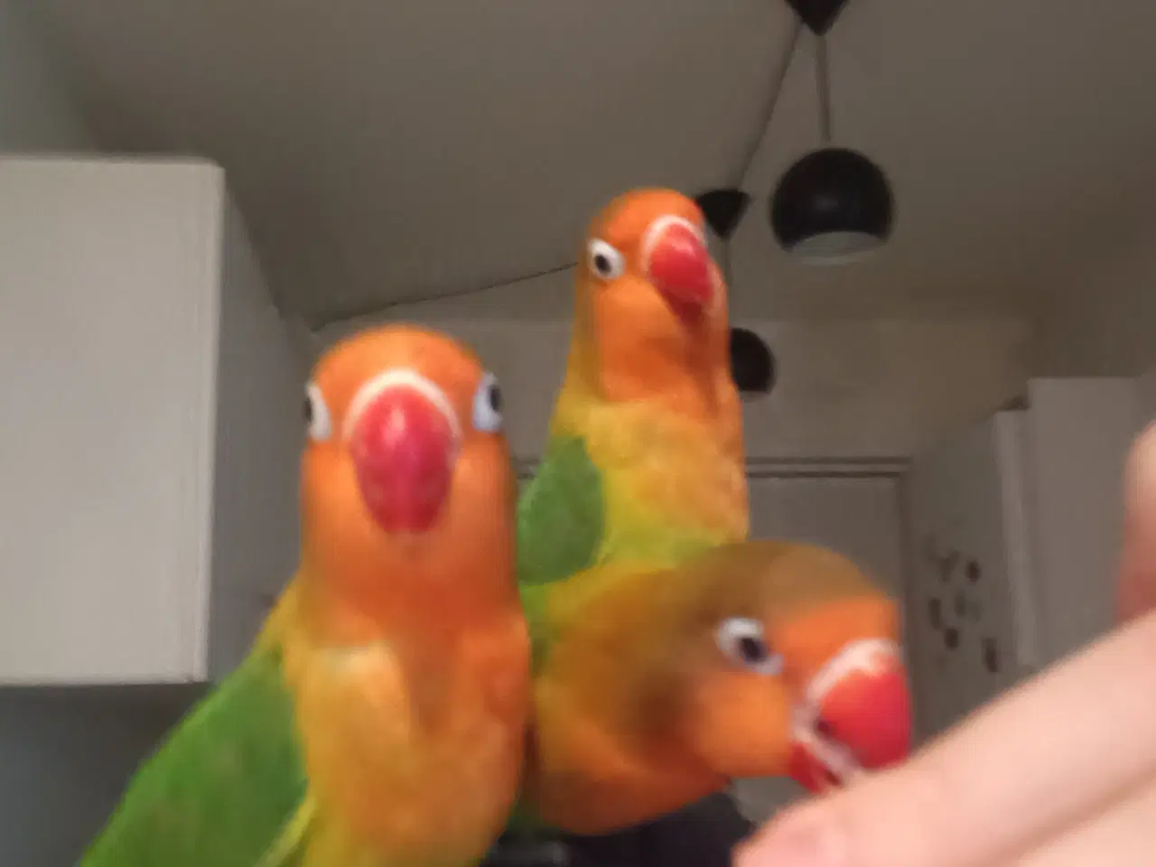 Billede 11 - 4 mdr. gamle dværgpapegøjerunger sælges 500 kr/stk