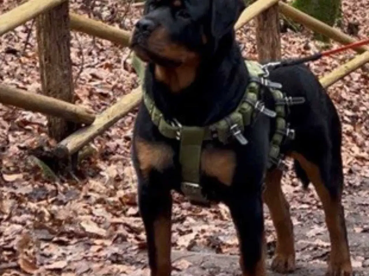 Billede 11 - Rottweiler han 