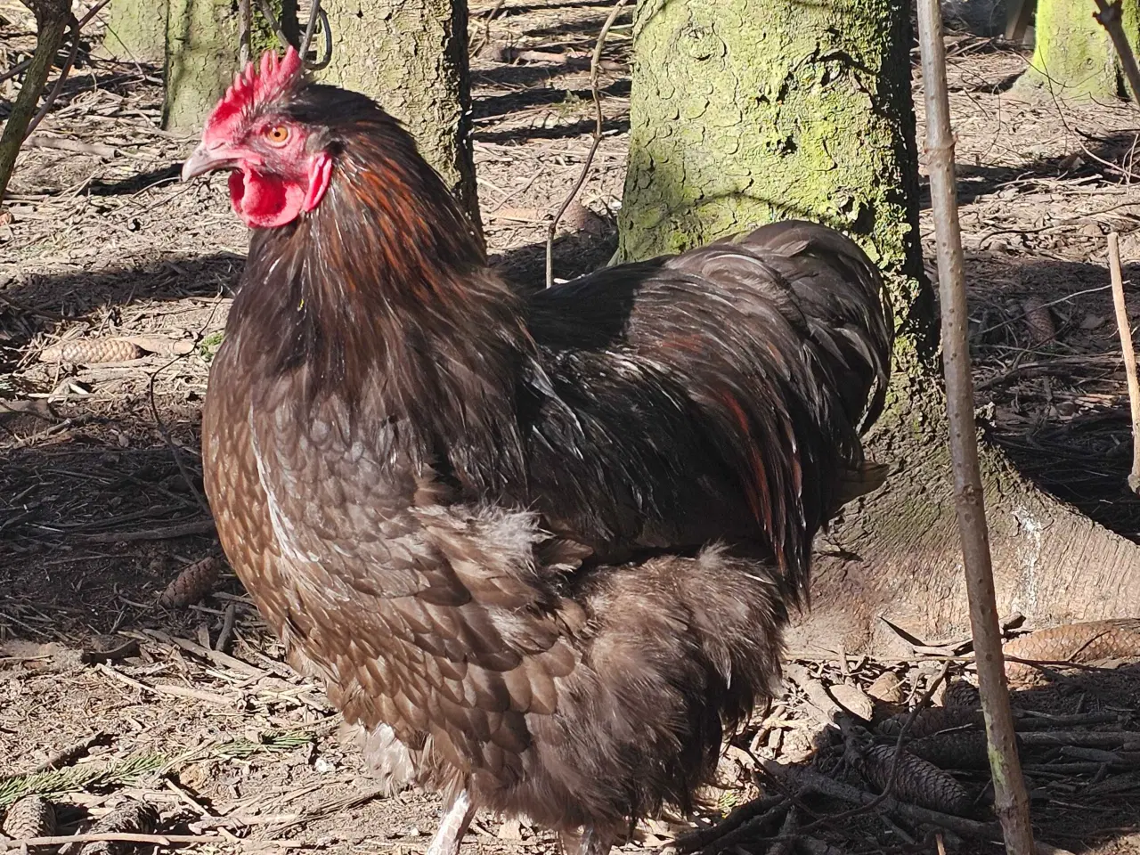 Billede 1 - 2 Chokolade orpington haner 