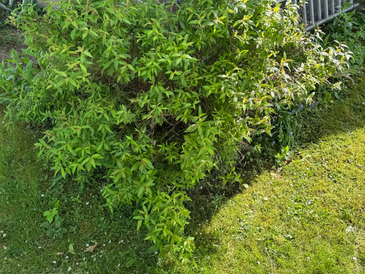 Billede 6 - Gratis have planter 