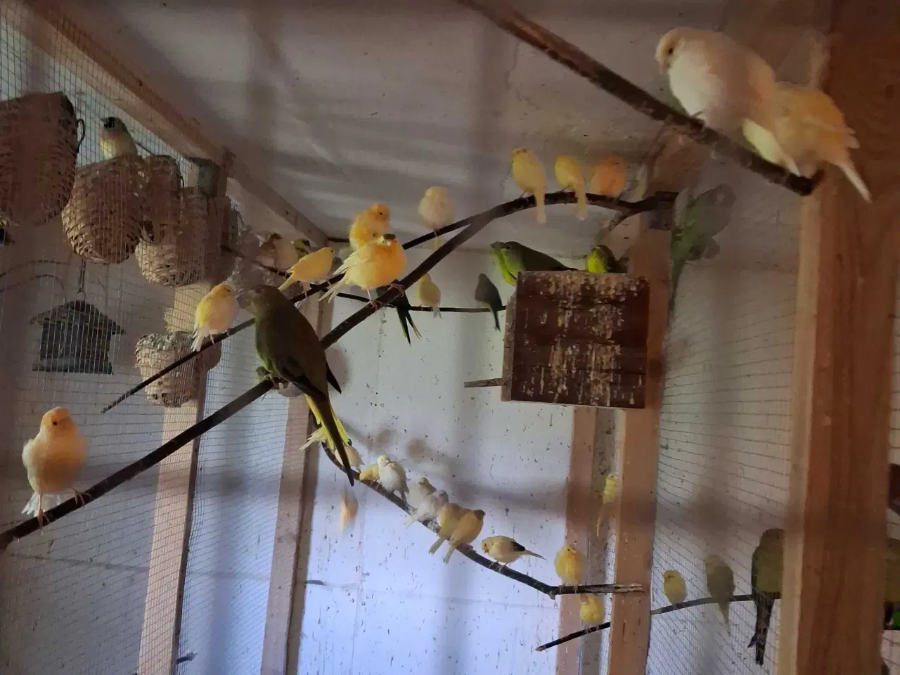 Billede 3 - Alle slags fugle købes