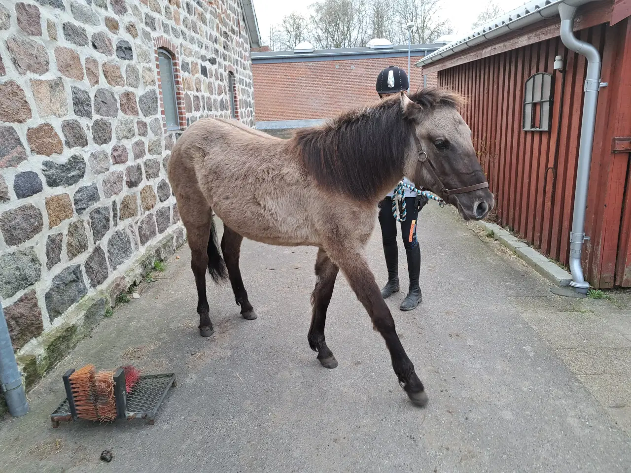 Billede 1 - 2års polsk konik pony