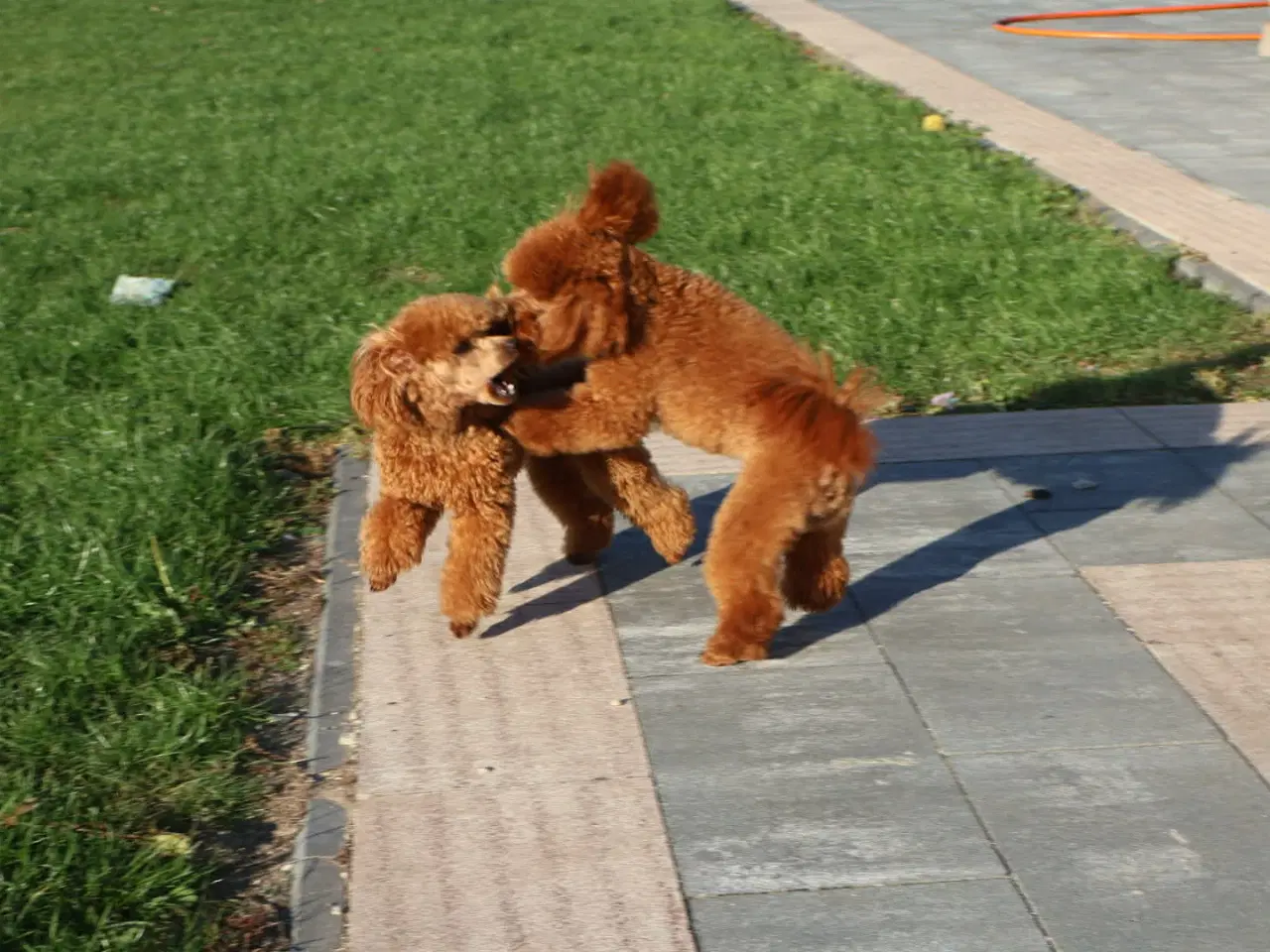 Billede 3 - Toy puddel .