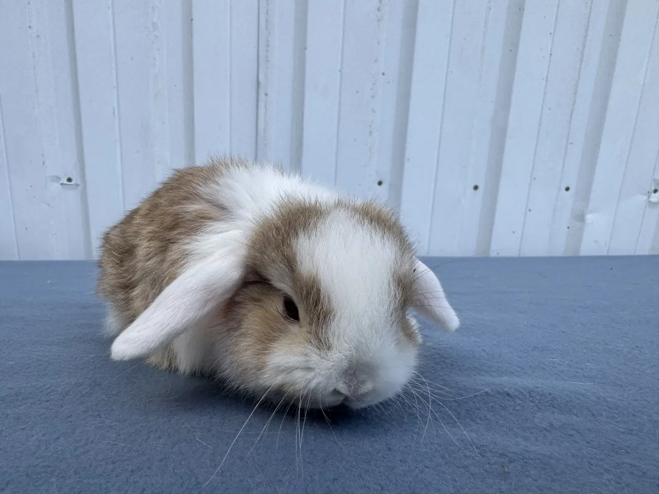 Billede 4 - Mini lop hankanin