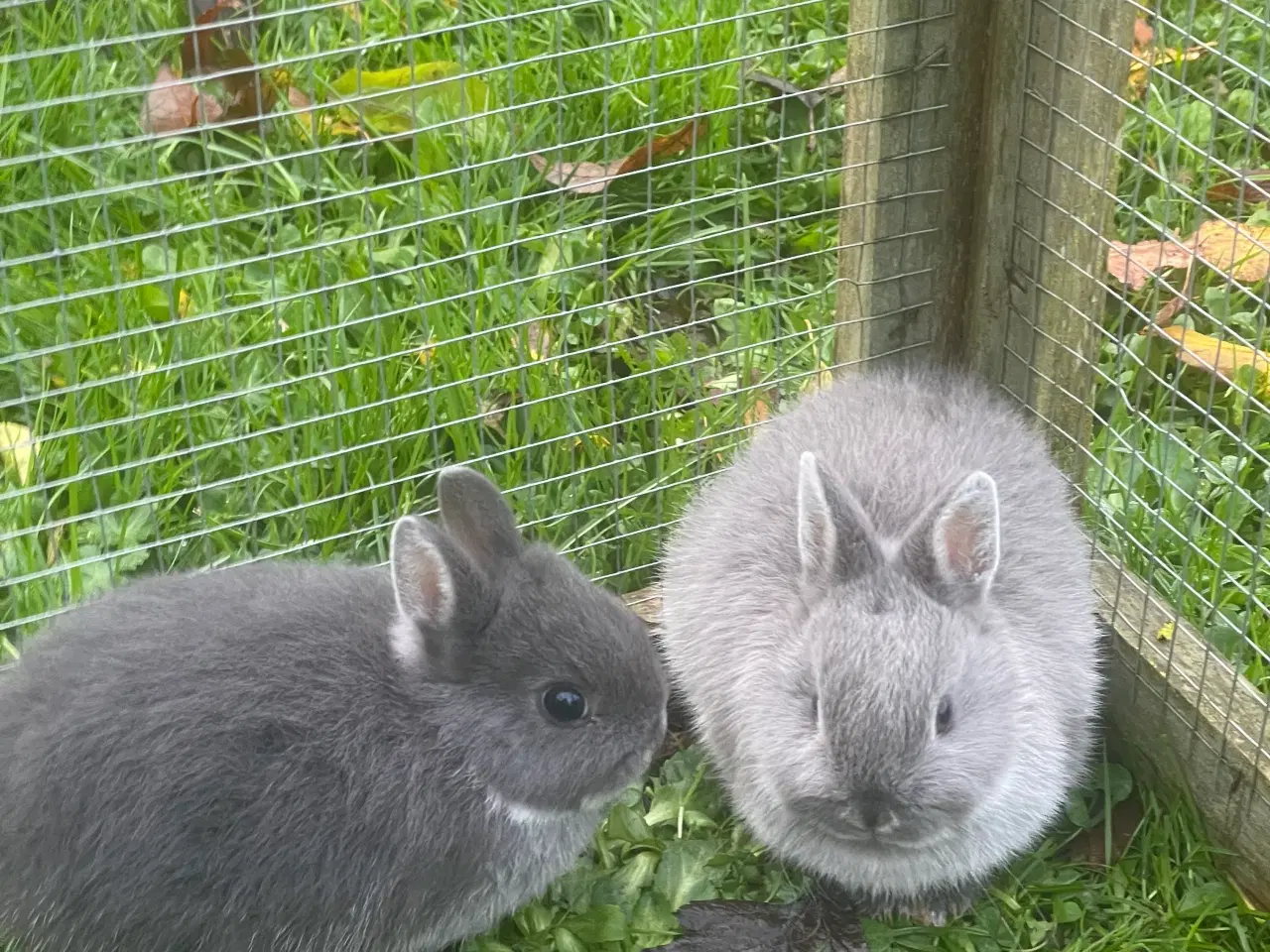 Billede 11 - Hermelin unger blå zobel og Z&W 