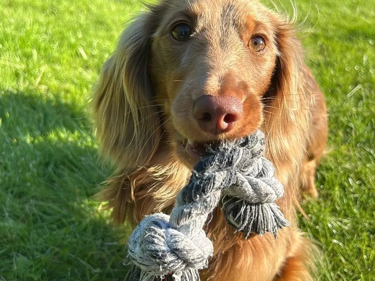 Billede 3 - Chocolate tan dværg gravhund tilbydes til parring