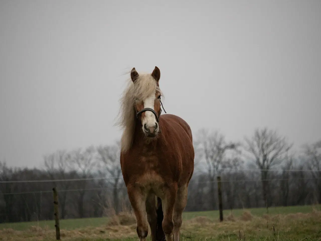 Billede 2 - Haflinger hoppe 3 år sælges