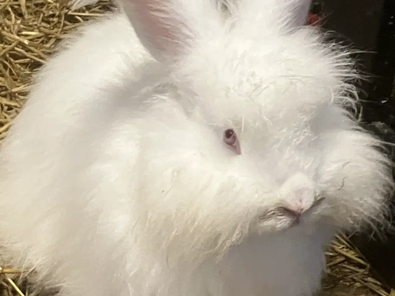 Billede 3 - Angorakanin unger