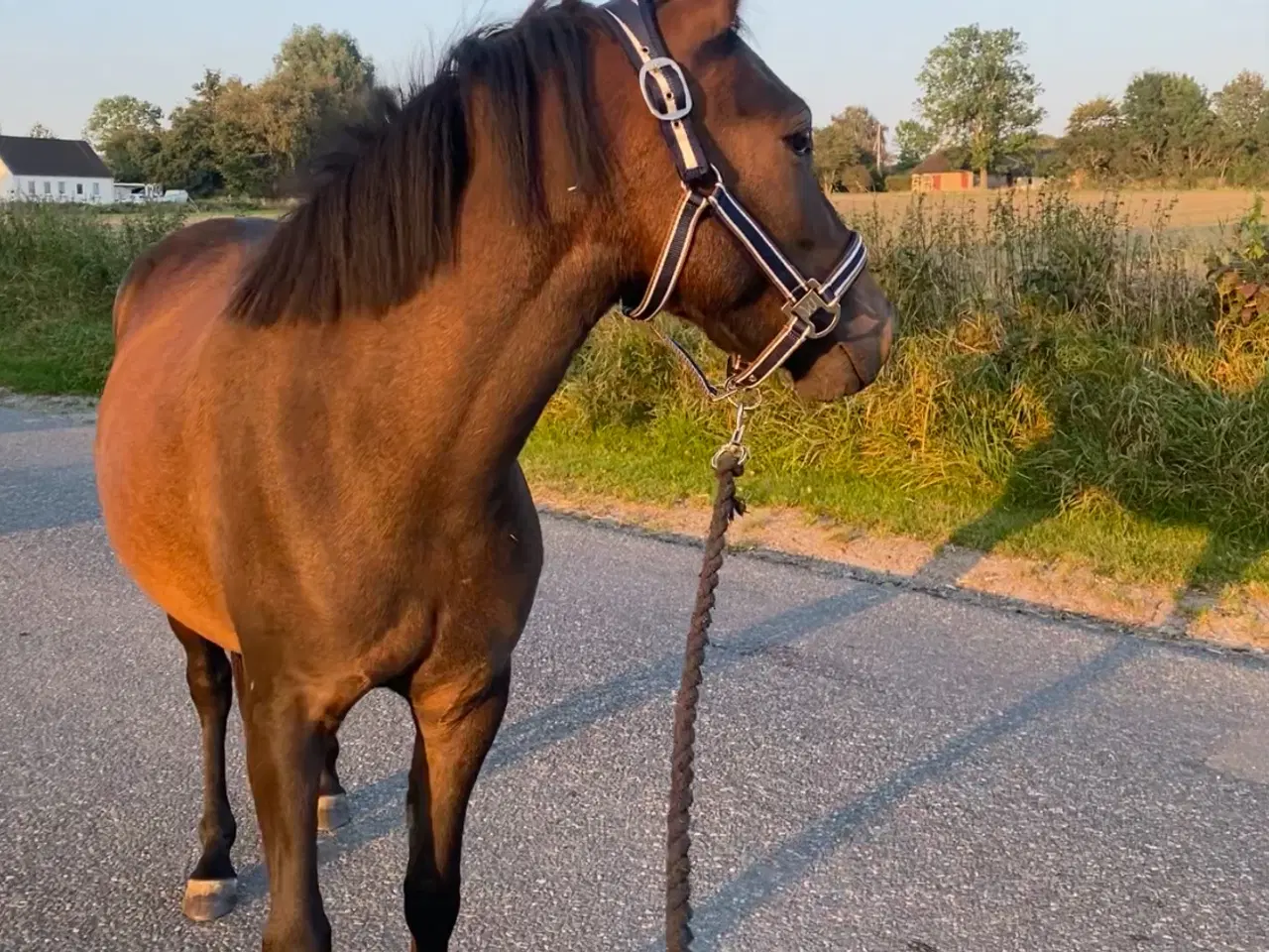 Billede 1 - kommende springpony sælges