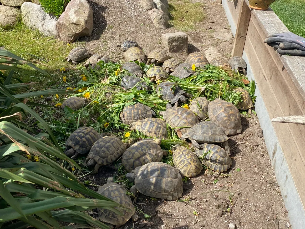 Billede 1 - Skildpadde landskildpadde 