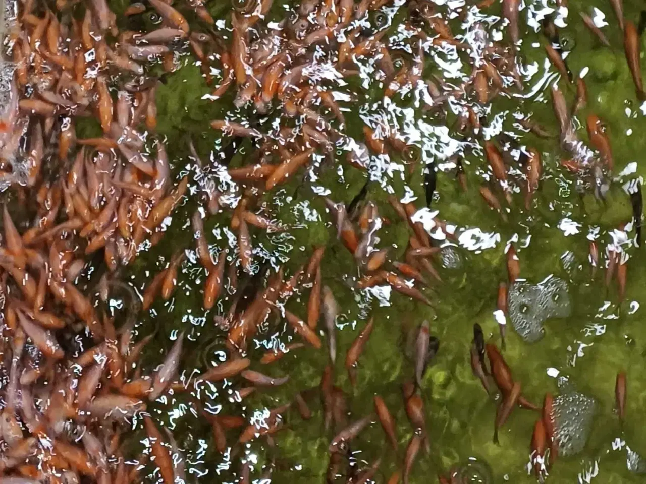 Billede 1 - Koi 3-5 cm. 50 stk.