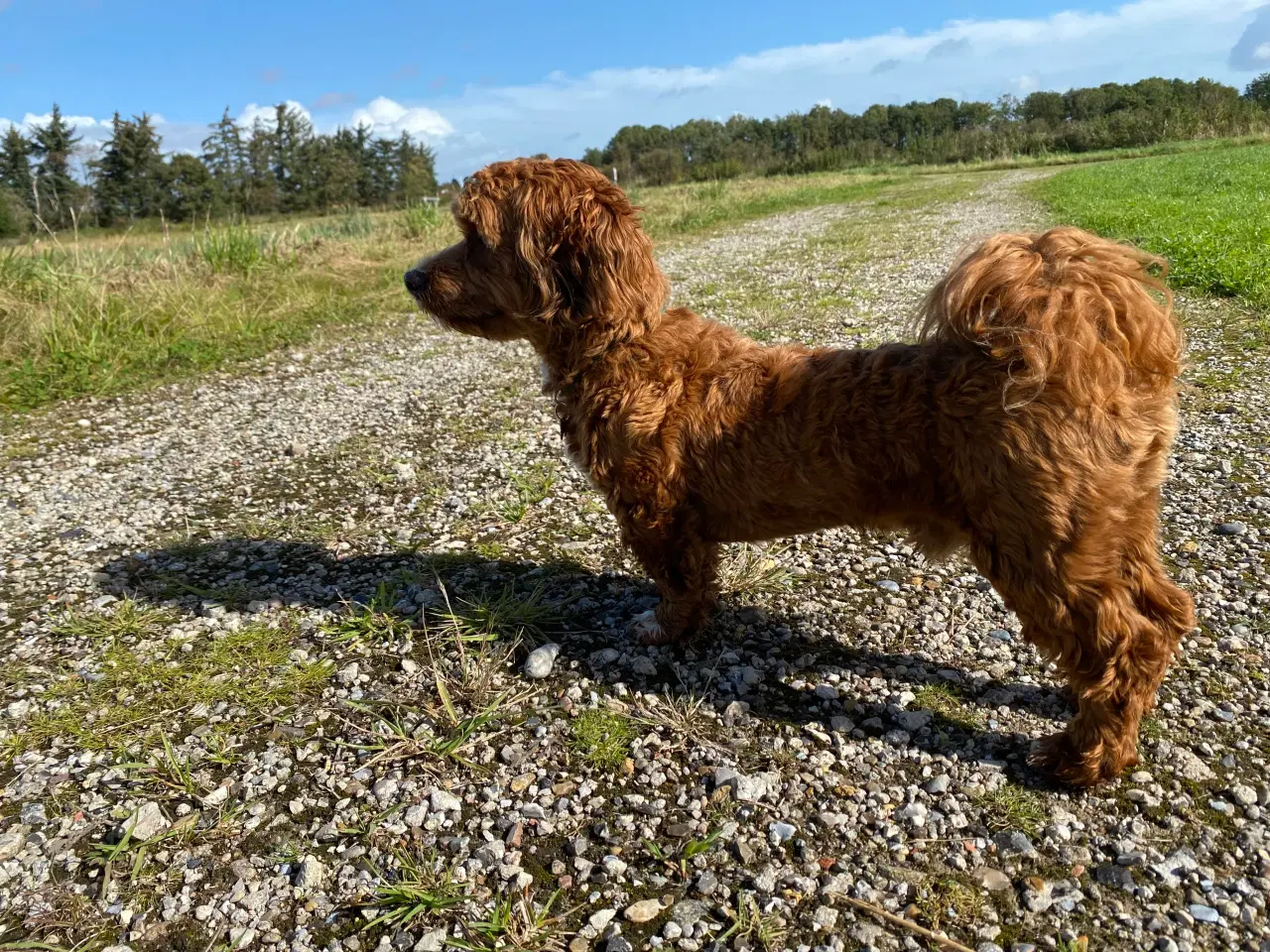 Billede 2 - Avlstjeneste Bichon Havanais