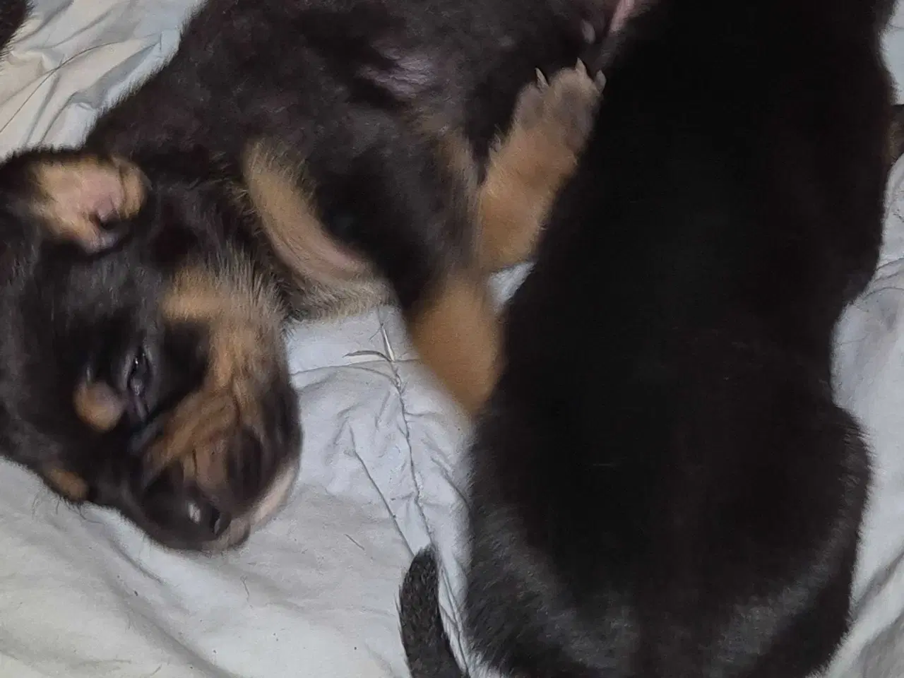 Billede 3 - Skønne Labrador blandingshvalpe