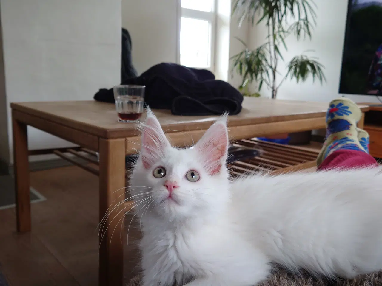 Billede 1 - Smukke Maine coon far med tavle