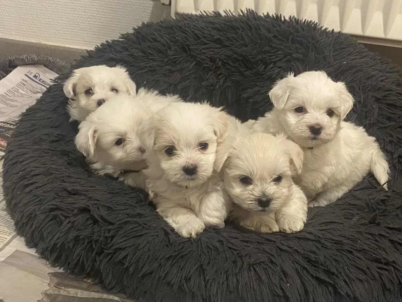 Billede 2 - Coton de Tulear hvalpe
