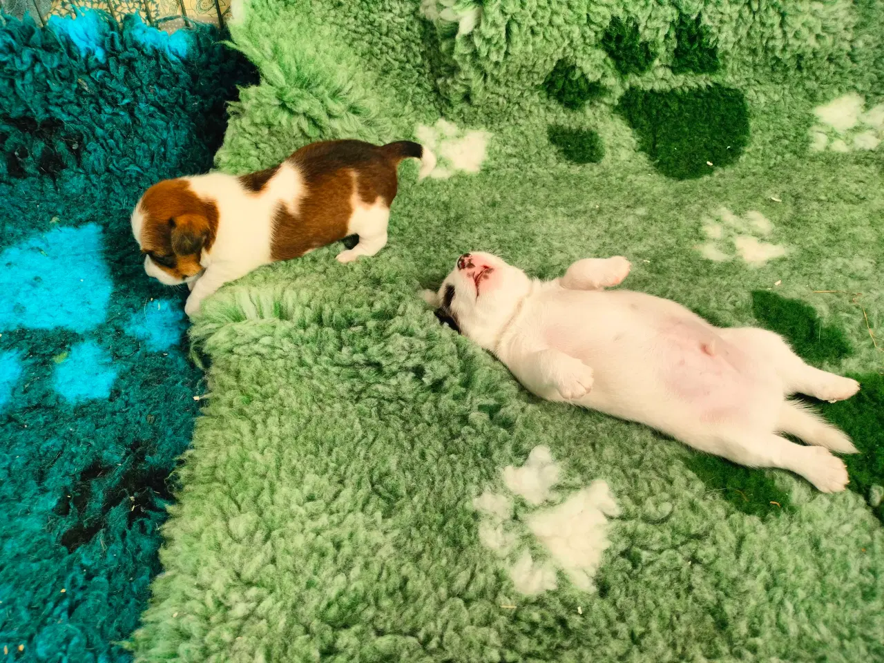 Billede 4 - Jack Russell hvalpe