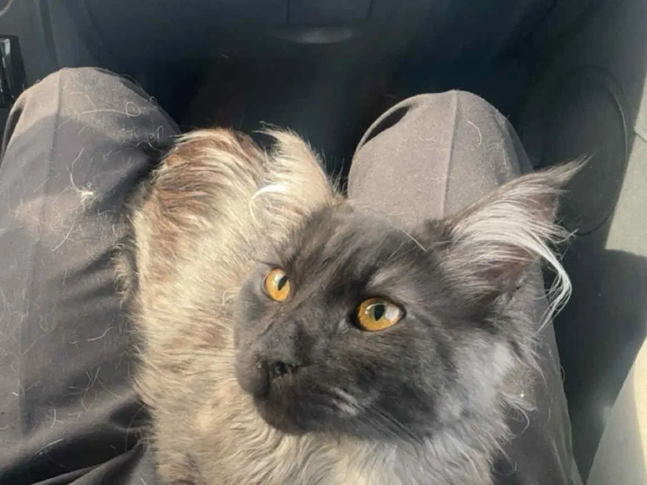 Billede 3 - Main coon-hankat