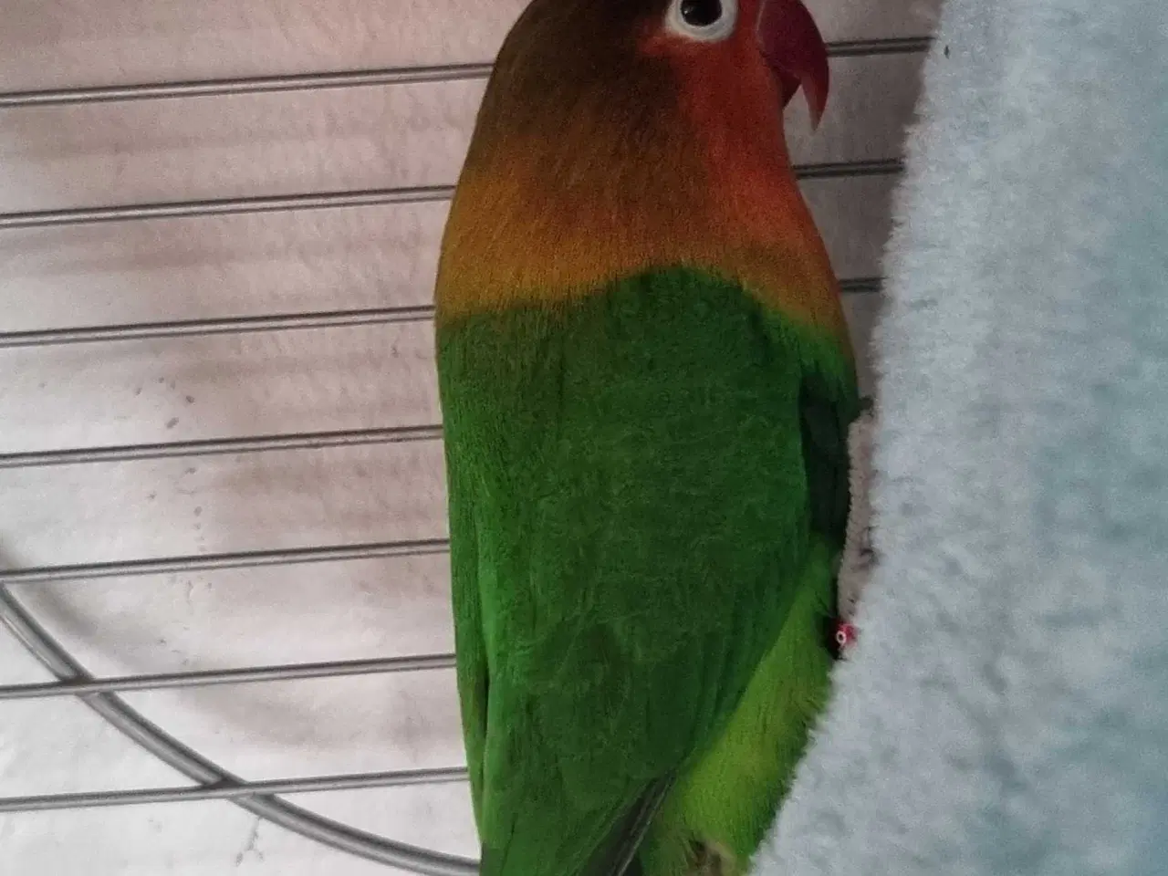 Billede 1 - To dværgpapegøjer