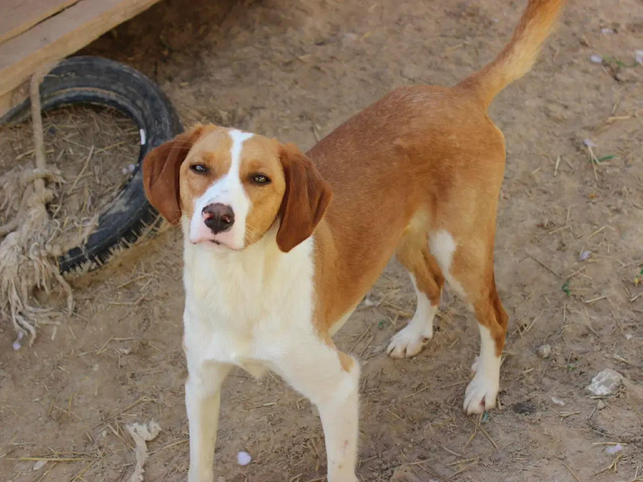 Billede 2 - Søde Riga søger sit helt eget hjem