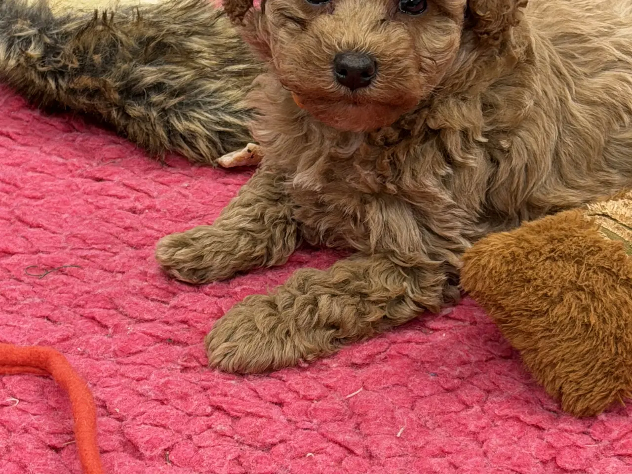 Billede 12 - 🐶✨ 1 skønne Havapoo piger søger deres for-altid-h