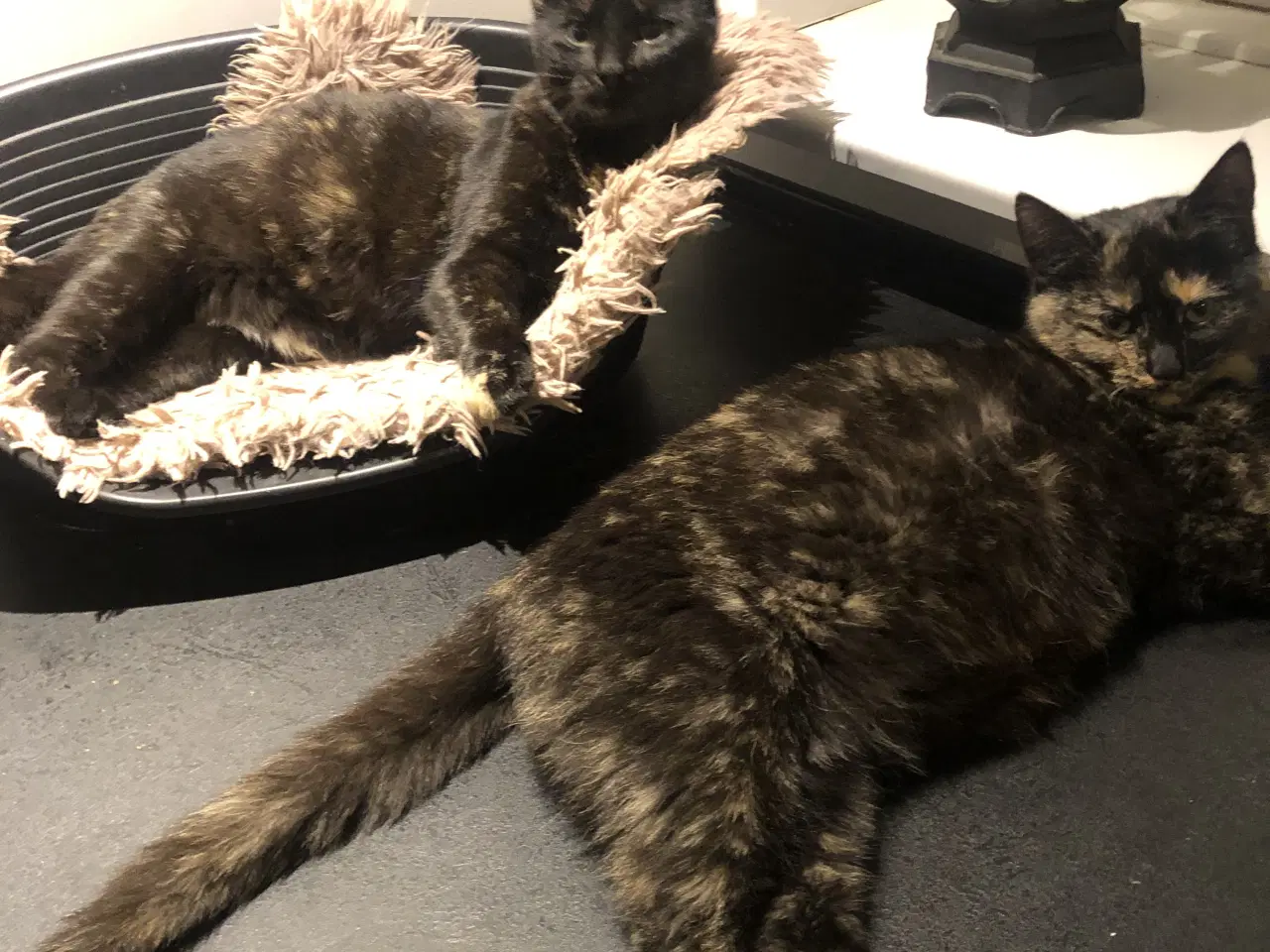 Billede 1 - To skønne hunkatte