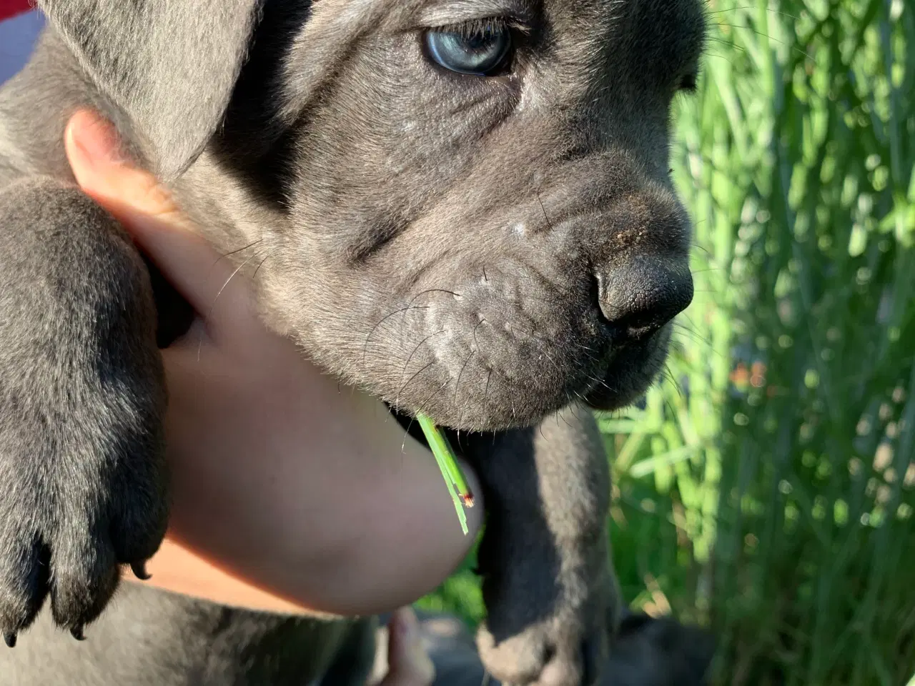 Billede 4 - Cane Corso Italiano hvalpe